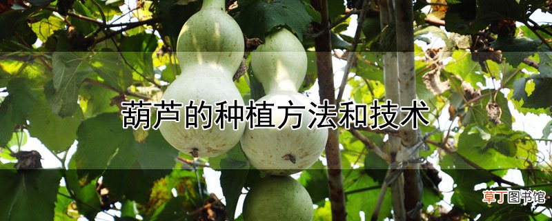 【种植方法】葫芦的种植方法和技术