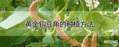 【种植】黄金钩豆角的种植方法