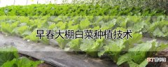【种植】早春大棚白菜种植技术