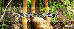 【栽培】天麻的栽培与种植技术