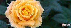 【黄玫瑰】33朵黄玫瑰代表三生三世的爱恋