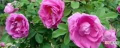 【玫瑰花】食用玫瑰花的种植方法及养护