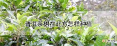 【树】普洱茶树在北方怎样种植