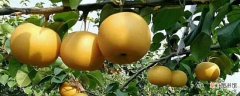 【种植】晚秋黄梨怎么种植：选地整地 处理苗木