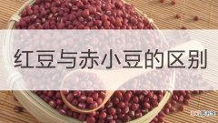 【区别】红豆与赤小豆的区别