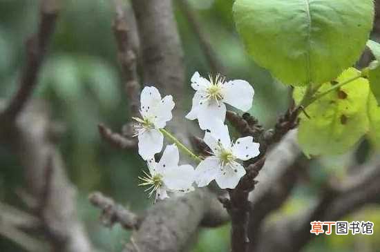 【花期】梨树花期用药选择