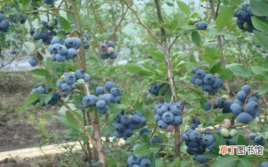【种植】蓝莓种植时间 蓝莓知识扩展