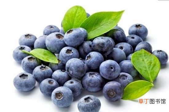 【种植】蓝莓种植时间 蓝莓知识扩展