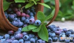 【吃】蓝莓的皮可以吃吗，清洗干净之后可以吃还能改善视力：蓝莓的皮可以吃
