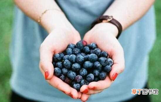 【吃】蓝莓的皮可以吃吗，清洗干净之后可以吃还能改善视力：蓝莓的皮可以吃 吃蓝莓不吐皮好处多多