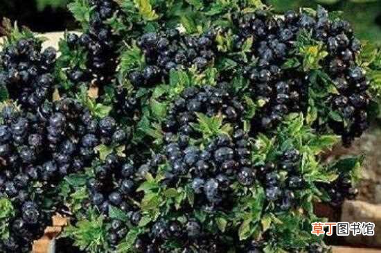 【树】蓝莓树怎么种：选取果苗 土质选择