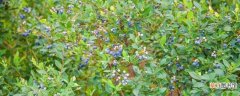 【树】蓝莓树怎么种：选取果苗 土质选择