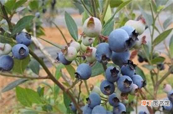 【扦插】蓝莓扦插生根最快方法：春季扦插 枝条处理