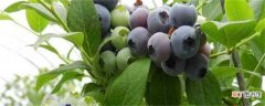 【扦插】蓝莓扦插生根最快方法：春季扦插 枝条处理