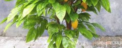 【盆栽】芒果树盆栽的养殖方法：深厚土壤 光温处理