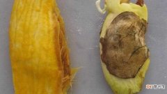 【种植方法】芒果核的种植方法