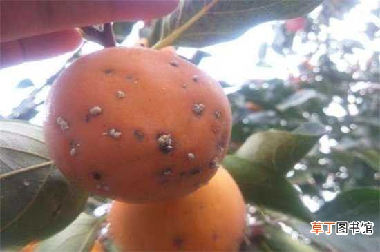 【防治】柿子上的白点怎么治疗：及时杀虫 病虫防治