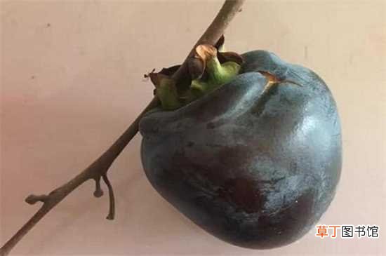 【柿子树】黑柿子树苗在泰安地区有卖的