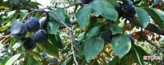【柿子树】黑柿子树苗在泰安地区有卖的