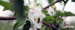 【桃】樱桃授粉树品种搭配