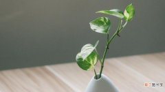 【植物】净化空气的植物