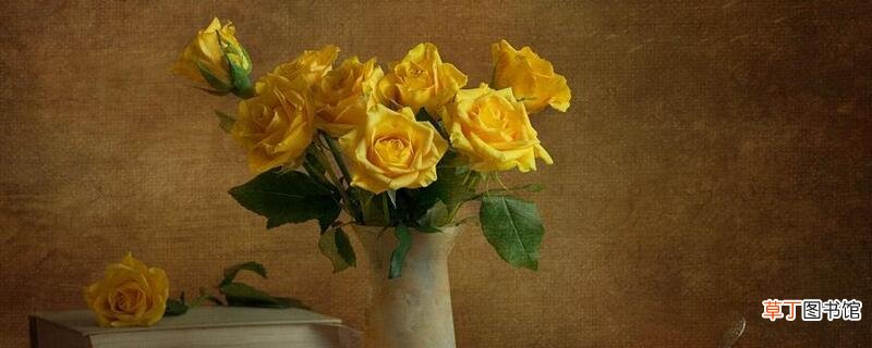 【玫瑰】黄玫瑰代表分手吗