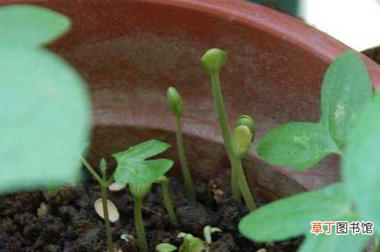 【方法】西瓜籽的发芽方法