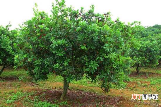 【树】杨梅树一年能长多高，1～2米高/养杨梅树的注意事项：杨梅树一年能长1～2米 杨梅树4～5年才能结果