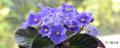 【紫罗兰】非洲紫罗兰花有毒吗