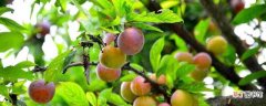 【盆栽】杏核种出盆栽的方法