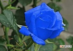 【玫瑰花】蓝色妖姬是玫瑰花吗，转基因品种/染了色的玫瑰或月季：蓝色妖姬