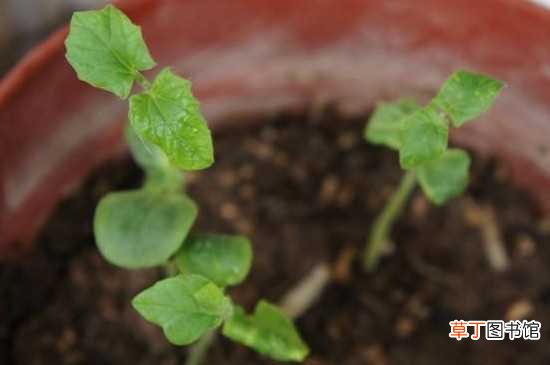 【种子】枇杷种子的发芽方法