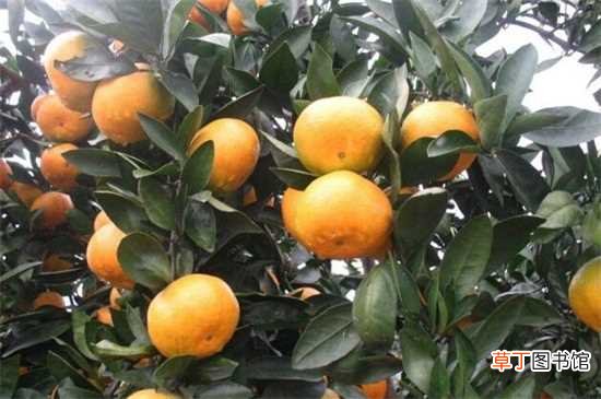 【热性】橘子是热性的吗，温性有开胃理气功效：橘子是温性水果 橘子的食用好处