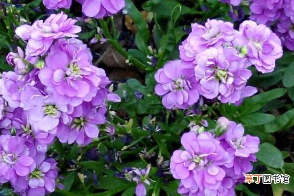 【花】紫罗兰鲜花可以养几天
