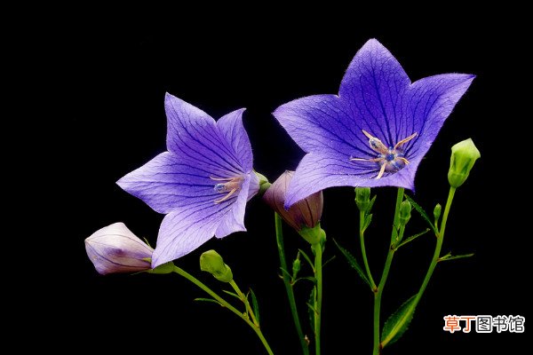 【植物】开紫花的植物