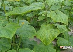 【叶子】黄瓜叶子发黄的原因分析和处理方法 黄瓜养护心得
