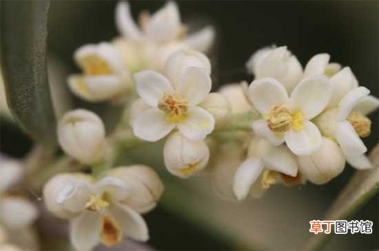 【传说】橄榄花花的花语 橄榄花的传说