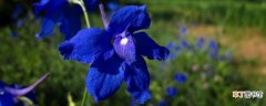 【花】开蓝色的小花的草