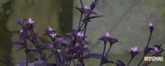【叶子】紫色叶子的植物叫什么