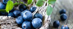 【品种】夏普蓝蓝莓品种介绍