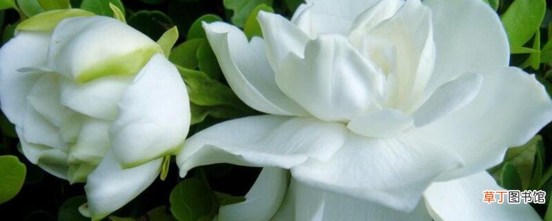 【花】白色的花有哪些