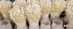 【种植】金针菇怎样种植：菌种处理 准备工具