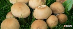 【种子】蘑菇种子与种植方法：蘑菇没有种子 种植方法