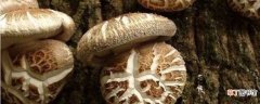 【香菇】花菇和香菇的区别：形态不同 晾干差别