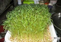 【吃】豌豆发芽能吃吗 豌豆芽营养价值