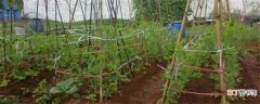 【种植】豌豆种植时间和方法：春秋种植 选种处理