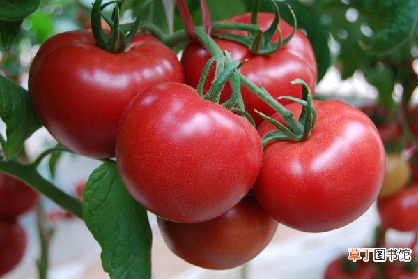 【月份】西红柿是几月份的蔬菜