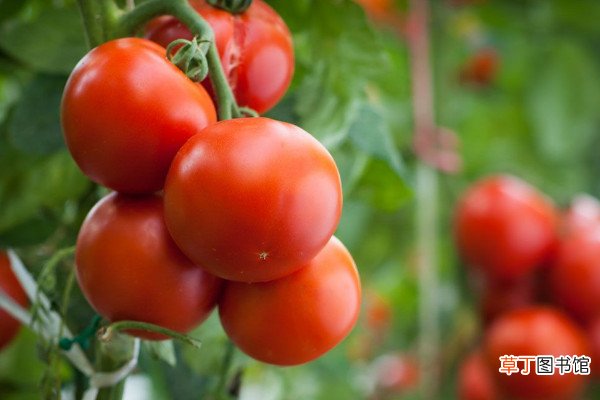 【月份】西红柿是几月份的蔬菜