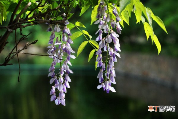 【花】哪种紫藤花不能吃
