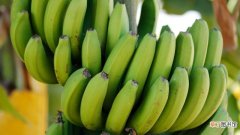【香】芭蕉和香蕉的区别